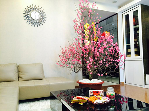 Trang trí phòng khách đón Tết với cây cảnh
